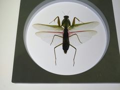 -上海昆虫博物馆