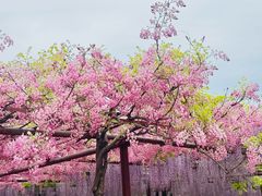 -嘉定紫藤园