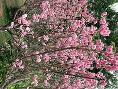 -天适樱花悠乐园