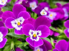 -南通洲际绿博园