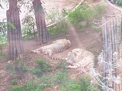 -大连森林动物园