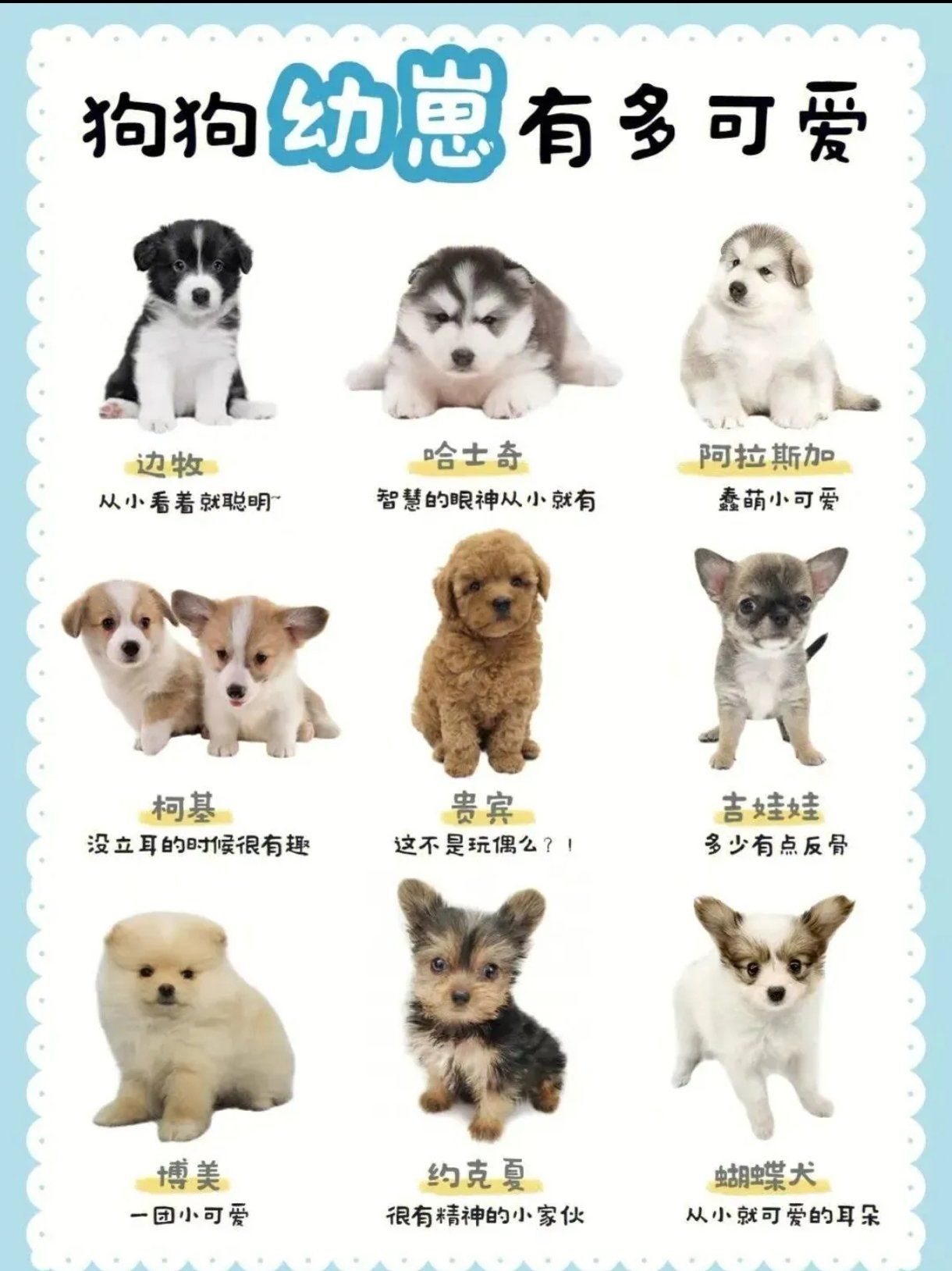 狗是人类最忠诚的朋友请善待它#人类幼崽有多可爱#狗狗#记录宠物的