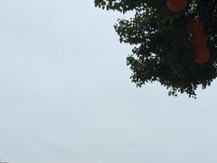 -南湖梦幻岛
