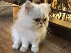 -more than meow吴止猫主题餐厅(承德 中船汇店)