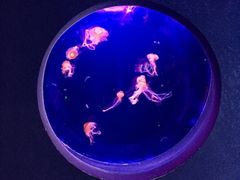 -乌鲁木齐海洋馆