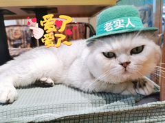 -绒爪撸猫下午茶·猫咖