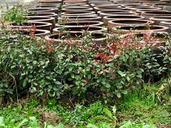 -鄞州雪菜博物馆