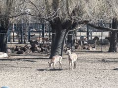 -北京麋鹿生态实验中心