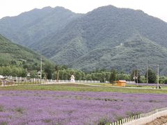 -曲江薰衣草庄园
