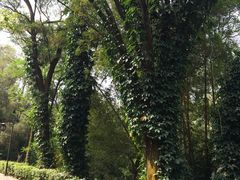 -滴水岩森林公园