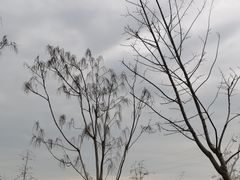 -昆山城市生态森林公园