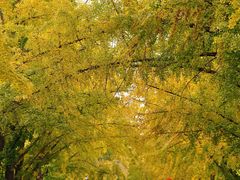 -三里屯东五街银杏大道