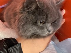 -瑞派福兴宠物医院犬猫全科·骨科·中西医结合(河东店)