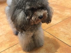 -more than meow吴止猫主题餐厅(承德 中船汇店)