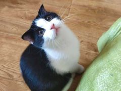 -小叮当动物医院·骨科·眼科