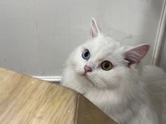 -楼上猫咖(罗湖店)