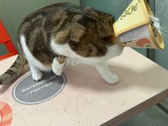 -伟伟宠物医院·瑞派猫友好医院·猫科(光谷店)