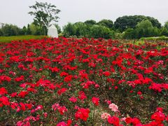 -同里国家湿地公园