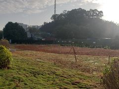 -长洲岛