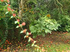-中国科学院西双版纳热带植物园