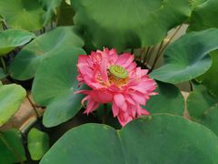 -广州莲花山旅游区