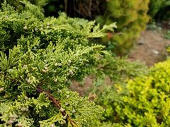 -青岛银沙滩温德姆至尊酒店