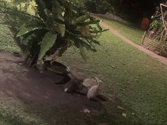 -卷心菜和避孕套餐厅(Pattaya)