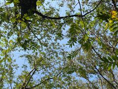 -上海佘山国家森林公园天马山园