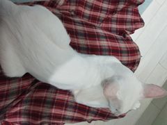 -喵的天空名猫咖啡馆·撸猫·猫舍·用品