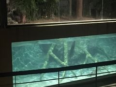 -清迈夜间动物园