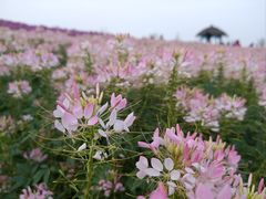 -径山花海