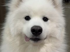 -翊宠yipet猫狗购宠庄园