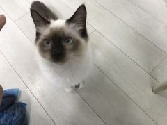 -喵的天空名猫咖啡馆·撸猫·猫舍·用品