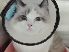 -爱佳宠物中心医院24H·CT·骨外科·猫专科(瑶海万达店)