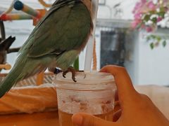 -吉丁鸟咖·异宠·寄养