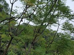 -金鸡山公园