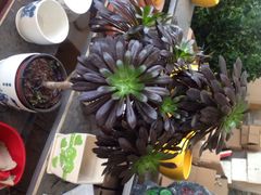 三圣花乡旅游区-三圣花乡旅游区