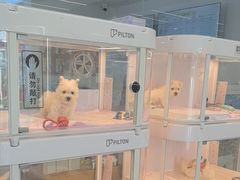 -翊宠yipet猫狗购宠庄园