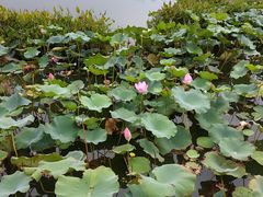 -尚贤河湿地