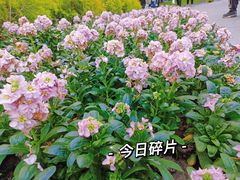 -中山公园