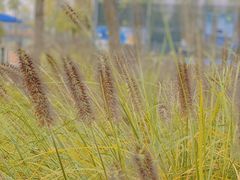 -两河城市森林公园