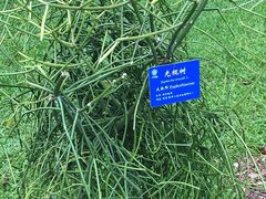-中国科学院西双版纳热带植物园