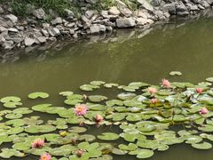 -金龙寺国家森林公园