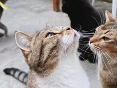 -喵屿·大理花园猫咖