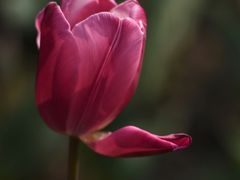 -大宁郁金香公园-停车场