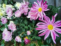 -东南花都花博园