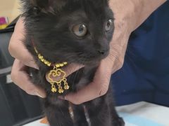 -瑞派宠物医院·犬猫全科·猫友好(宾水西道店)