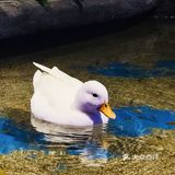适合所有人的萌宠乐园