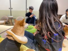 -逗柴咖啡屋·狗咖猫咖宠物桌游