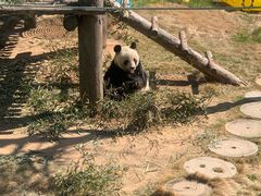 -西霞口神雕山野生动物世界
